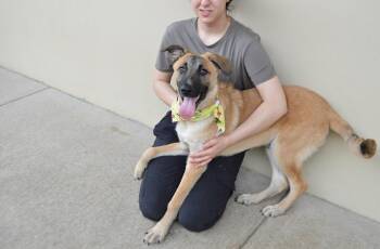 Belgian Shepherd Malinois Dogs Available for Adoption in Mckinney, Texas - Fresco | PetCurious