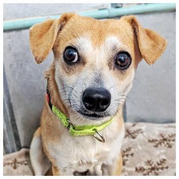 Chihuahua Dogs Available for Adoption in Eustis, Florida - Ice Cream | PetCurious
