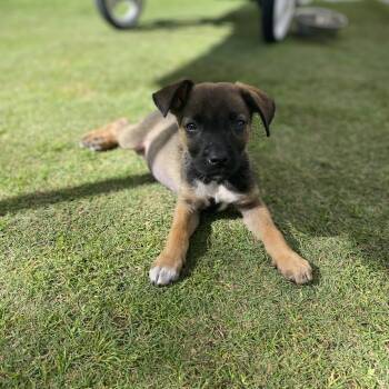 Rescue Terrier and Shepherd Dogs for Adoption in Escondido, California - Saylor | PetCurious