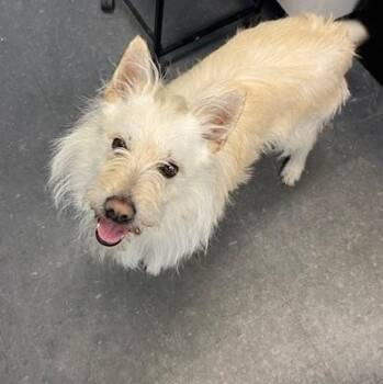 Mixed Breed Dogs Available for Adoption in Allegan, Michigan - Jager | PetCurious