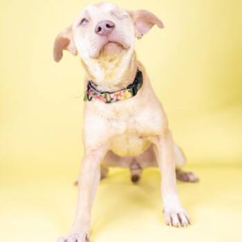 Mixed Breed Dogs Available for Adoption - Gwenie | PetCurious