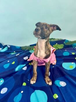 Rescue Pit Bull Terrier and Cattle Dog Dogs for Adoption in Phoenix, Arizona - Starfish | PetCurious