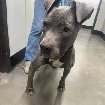 Terrier Dogs Available for Adoption in Tampa, Florida - Ace | PetCurious