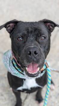Space -  Mixed Breed Dog for Adoption in Cincinnati, Ohio - Space | PetCurious