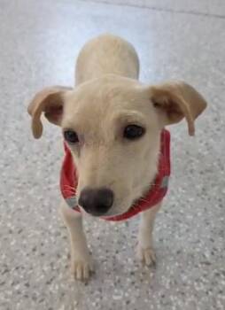Bianca *FOSTER / FOSTER TO ADOPT* -  Chihuahua Dog for Adoption in New York, New York - Bianca *FOSTER / FOSTER TO ADOPT* | PetCurious