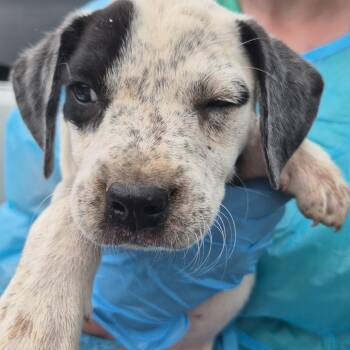 Coral -  Mixed Breed Dog for Adoption in Corinth, Mississippi - Coral | PetCurious