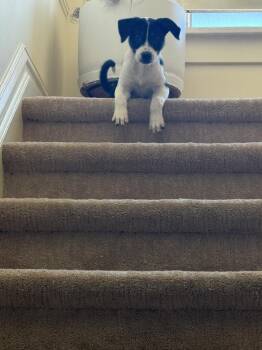 CORALINE -  Shepherd Dog for Adoption in Broomfield, Colorado - CORALINE | PetCurious