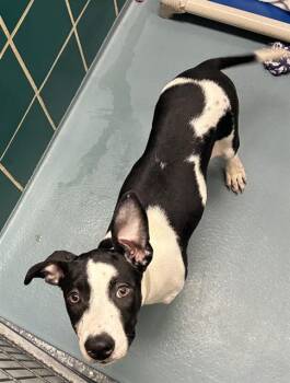 Rescue American Staffordshire Terrier and Mixed Breed Dogs for Adoption in Houston, Texas - COWGIRL | PetCurious