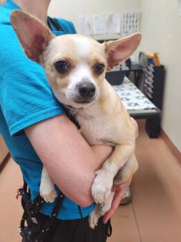 Chihuahua Dogs Available for Adoption - Mojo Jojo | PetCurious