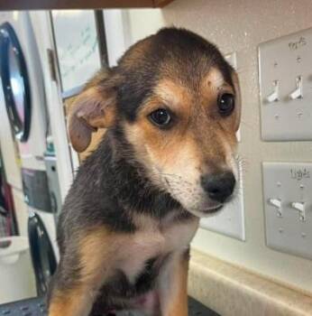 Star -  Shepherd and Mixed Breed Dog for Adoption in Kansas City, Missouri - Star | PetCurious