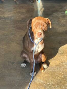 Labrador Retriever Dogs Available for Adoption - Ice T | PetCurious