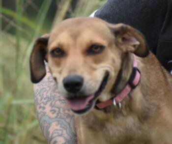 Rescue Terrier Dogs for Adoption - Aliyah Boston | PetCurious