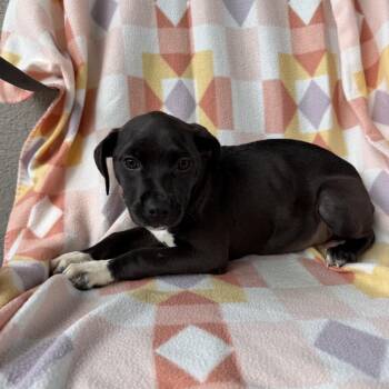 Denim Skirt -  Labrador Retriever and Mixed Breed Dog for Adoption in Carencro, Louisiana - Denim Skirt | PetCurious