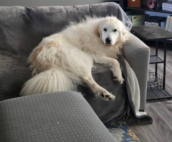 Rescue Great Pyrenees Dogs for Adoption in Hamilton, Montana - Maverick | PetCurious