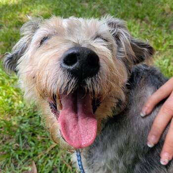 Max Elliot -  Miniature Schnauzer and Mixed Breed Dog for Adoption in Houston, Texas - Max Elliot | PetCurious