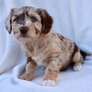 Australian Shepherd and Terrier Dogs Available for Adoption - Lucy | PetCurious