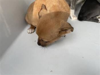 Pit Bull Terrier and Mixed Breed Dogs Available for Adoption in Houston, Texas - A655670 | PetCurious