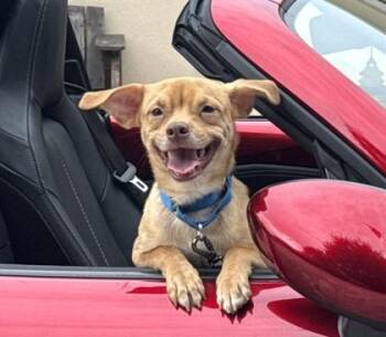 Skeeter -  Chihuahua and Mixed Breed Dog for Adoption in Palm Coast, Florida - Skeeter | PetCurious