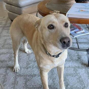 Retriever and Shepherd Dogs Available for Adoption - Maddie | PetCurious