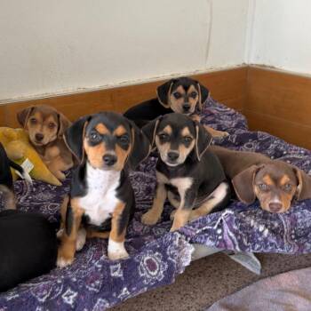 Jewels Pup: Ruby -  Chihuahua and Beagle Dog for Adoption in Falls Church, Virginia - Jewels Pup: Ruby | PetCurious