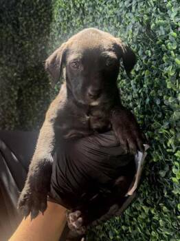 61262058 -  Pit Bull Terrier and Mixed Breed Dog for Adoption in El Paso, Texas - 61262058 | PetCurious