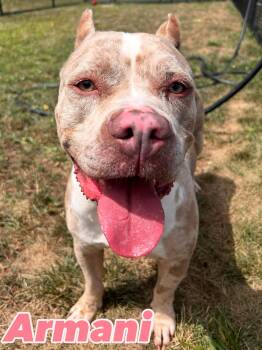 Rescue Pit Bull Terrier Dogs for Adoption in Central Islip, New York - Armani Tag #1205 | PetCurious