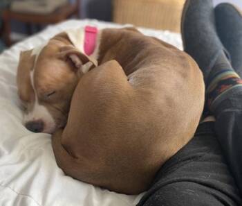 American Staffordshire Terrier Dogs Available for Adoption - Ashoka | PetCurious