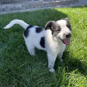 Australian Cattle Dog Blue Heeler Dogs Available for Adoption - Peep | PetCurious