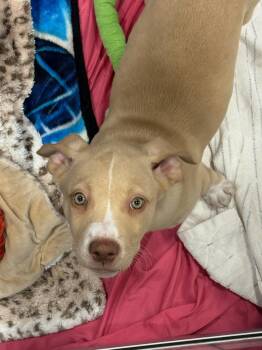 English Shepherd and Labrador Retriever Dogs Available for Adoption in Kalamazoo, Michigan - Mavis | PetCurious