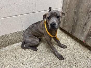 Pit Bull Terrier Dogs Available for Adoption - ZION | PetCurious