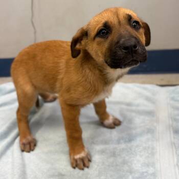 Mixed Breed Dogs Available for Adoption - Beignet | PetCurious