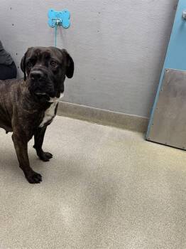 Cane Corso Dogs Available for Adoption - HAZEL | PetCurious