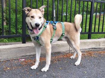 Siberian Husky Dogs Available for Adoption in Silver Spring, Maryland - Onion Ring | PetCurious