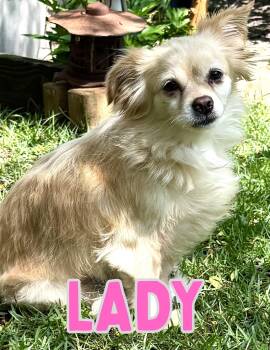 Lady -  Pomeranian and Chihuahua Dog for Adoption in Shalimar, Florida - Lady | PetCurious