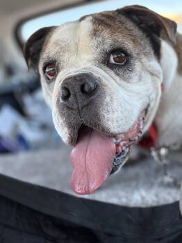 American Bulldog Dogs Available for Adoption in San Jose, California - Jumbo Joe | PetCurious