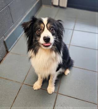 Mixed Breed Dogs Available for Adoption - Head Chef Dave | PetCurious