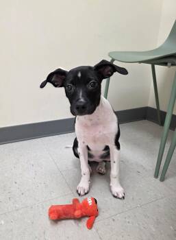 Peaches -  Mixed Breed Dog for Adoption in Rock Hill, New York - Peaches | PetCurious