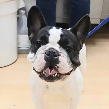 French Bulldog Dogs Available for Adoption in Spokane, Washington - Gigi | PetCurious
