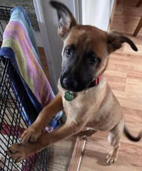 Josh -  Shepherd and Pit Bull Terrier Dog for Adoption in Tonawanda, New York - Josh | PetCurious