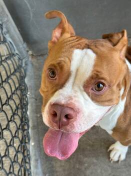 Beets -  Pit Bull Terrier Dog for Adoption in Chicago, Illinois - Beets | PetCurious