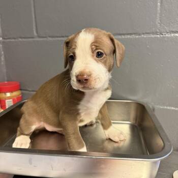 TUSC-Stray-84797_2_3 -  Labrador Retriever and Pit Bull Terrier Dog for Adoption in Tuscaloosa, Alabama - TUSC-Stray-84797_2_3 | PetCurious