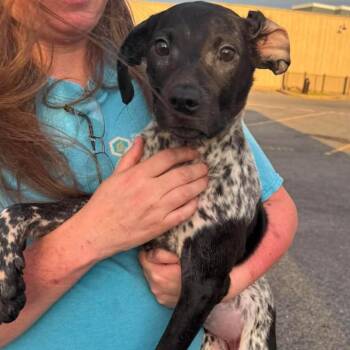 Tiki -  Mixed Breed Dog for Adoption in Rockville, Maryland - Tiki | PetCurious