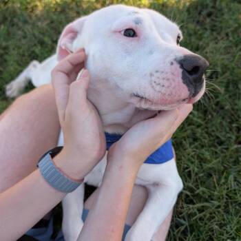 Comfortable Doug D26-185 -  Pit Bull Terrier Dog for Adoption in Lebanon, Tennessee - Comfortable Doug D26-185 | PetCurious