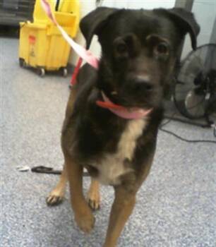 CASH -  Mixed Breed Dog for Adoption in Charlotte, North Carolina - CASH | PetCurious