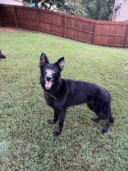 Keiko 6388 -  German Shepherd Dog Dog for Adoption in Centreville, Virginia - Keiko 6388 | PetCurious
