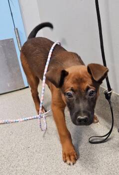 Tony -  Hound Dog for Adoption in Bloomington, Indiana - Tony | PetCurious