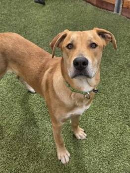 Yellowstone -  Mixed Breed Dog for Adoption in Eugene, Oregon - Yellowstone | PetCurious