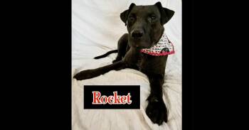Rescue Hound and Staffordshire Bull Terrier Dogs for Adoption in Richmond, Texas - ROCKET | PetCurious