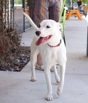 Rhiannon -  Boxer and Mixed Breed Dog for Adoption in Chester, Maryland - Rhiannon | PetCurious