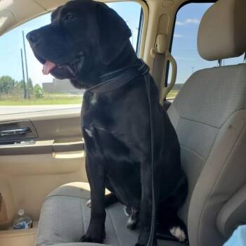Clyde -  Mastiff Dog for Adoption in Eufaula, Alabama - Clyde | PetCurious